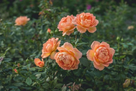 Десятки бутонов на одном кусте: розы зацветут как бешеные — сделайте в мае эту подкормку