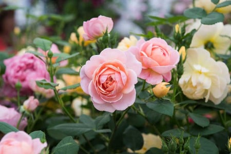 Заряжаем розы на бутонизацию: внесите под кусты половину чайной ложки этого средства — соцветия будут насыщенного цвета