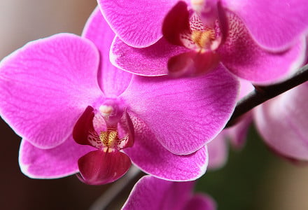Орхидея начнет выпускать бутоны каждый день: сделайте с корнями растения эту процедуру — так поступают цветоводы со стажем
