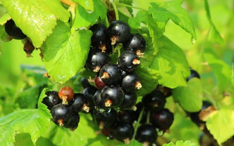Кусты чёрной смородины будут полностью покрыты ягодами: увеличить урожайность поможет эта подкормка — пора вносить в мае