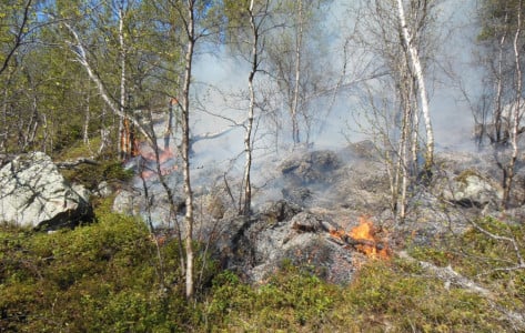 Операция по предупреждению лесных пожаров «Костер» пройдет в Мурманской области