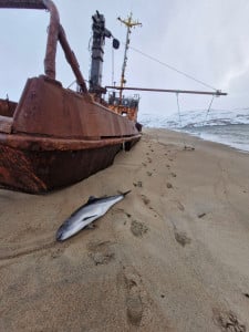 «Спасать уже было некого»: на побережье в Териберке жители нашли мертвую морскую свинью