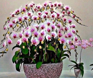 Дохлая орхидея покрылась горой цветов: Ухаживаю за ней только так — 4 главных правила от цветоводов