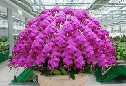 Листья блестящие, цветы огромные: Старую орхидею подкармливаю в мае только так — 1 таблетка на 10 кустов