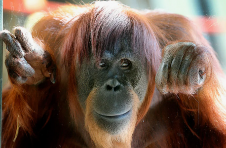 Китай и Индия в очереди: Малайзия запускает «дипломатию орангутанов» — приматы в обмен на масло