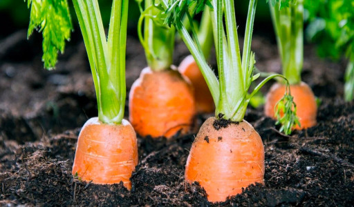 Морковь будет крупной и без различных подкормок: сеять семена корнеплода в мае важно именно так — хитрость садовода со стажем