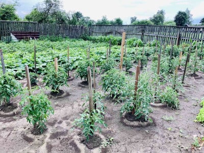 Достаточно одной обработки: опрысните этим высаженные в теплицу томаты — спасёте будущий урожай