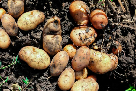 Картофель это обожает: обязательно внесите данное средство в почву весной — совет садовода Туманова