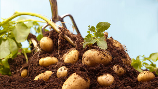 Получите большую прибавку урожая: окуните картофель в этот раствор перед посадкой — натуральный стимулятор роста