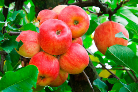 Ветви яблони провиснут от такого количества плодов: внесите под дерево эти удобрения уже сейчас — залог рекордного урожая