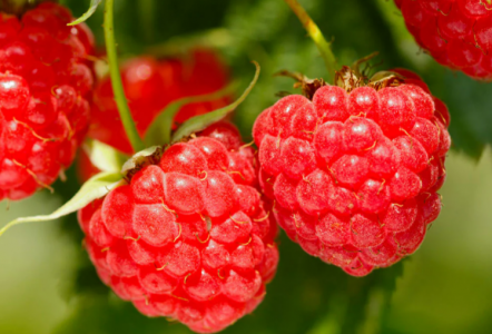 Кусты будут ломаться под весом крупных сахарных ягод: 7 правил ухода за малиной — рекомендует агроном Давыдова