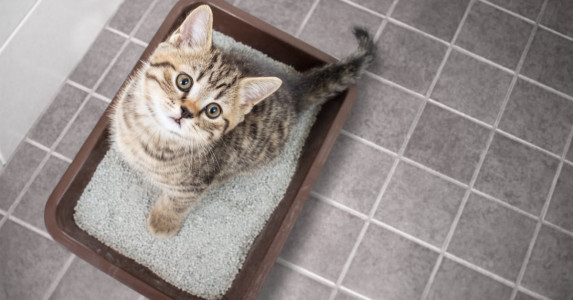 Кошка есть, а запаха нет: Проблему амбре от кошачьего туалета решит этот копеечный порошок — результат превзойдет все ожидания