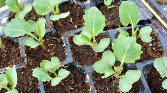 Рассаду капусты высаживаю только так: обязательно кладу в лунку эти 4 компонента — защищают от вредителей и заряжают на рост