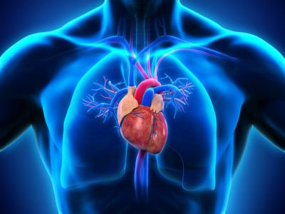 Сердце станет работать без перебоев до 100 лет: с этим упражнением орган всегда будет здоров — забудьте про таблетки и микстуры