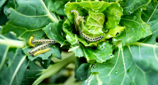 Без всякой химии: Гусеницы, капустные мухи и слизни навсегда покинут ваш огород — поможет копеечное средство