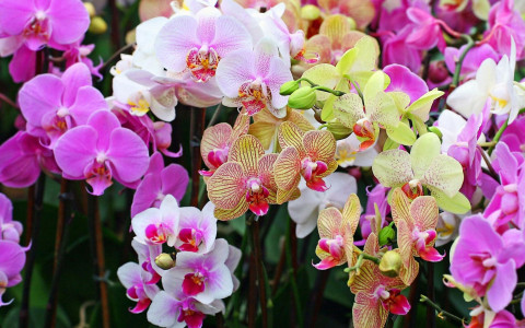 Старая орхидея зацвела как ненормальная: «Накормила» её этим мусором с кухни — эффект до сих пор удивляет