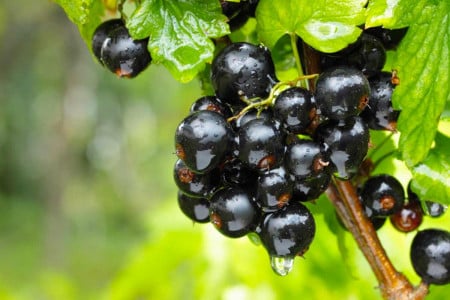 Ветки чёрной смородины будут полностью усыпаны ягодами: кустарник нуждается в этой подкормке уже в мае — эффект заметен сразу