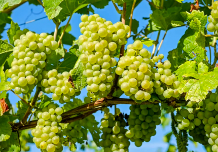 2 урожая винограда за сезон: Агроном Давыдова дала 3 совета дачникам — это нужно сделать до конца мая