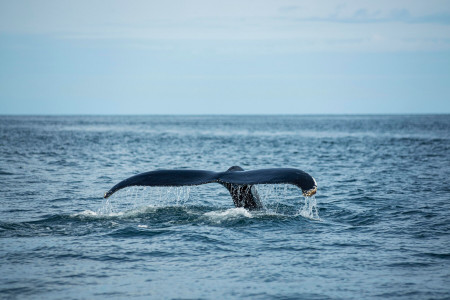 На Чукотке китобои впервые в этом году выловили одного из крупнейших животных в мире