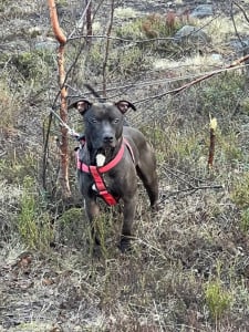 Привязали и оставили: брошенную у дерева собаку нашли у Семёновского озера в Мурманске