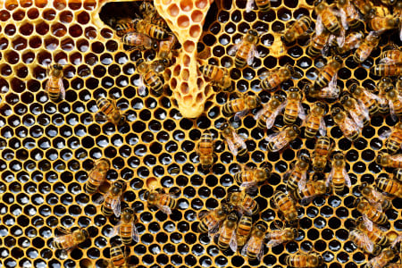 Пчелы в России теперь подлежат групповой маркировке: зачем это нужно и когда необходимо сделать