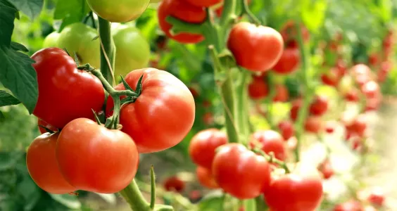 Заряжаю на сбалансированный рост: после высадки томатов в теплицу всегда вношу эти 2 подкормки — старт для суперурожая