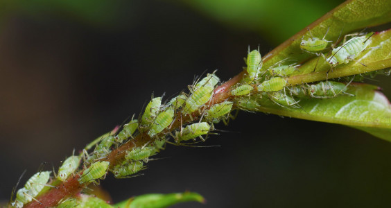 Идеальное средство от тли найдено: эта мутная жижа в одно мгновение уничтожит насекомых — никакого вреда для растений