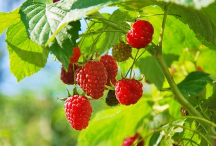 Вот почему малина не даёт ягод: агроном назвала ошибки, которые часто совершают садоводы — в них причина отсутствия урожая