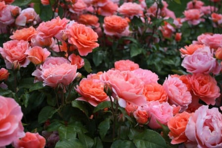 Дачники сбегутся полюбоваться на ваш сад: агроном раскрыла схему подкормки для розы — эффект поразителен