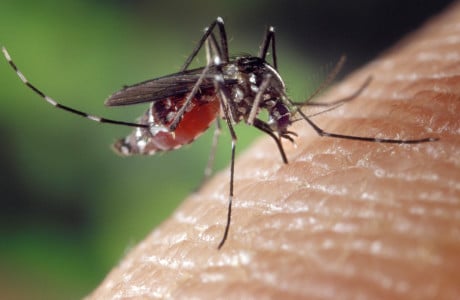Есть разумное объяснение: биолог Хряпин раскрыл, кого чаще всего кусают комары — что делать для отпугивания кровососущих