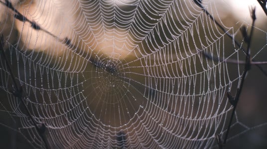 Уникальные свойства паутины: ученые из США сделали новое открытие