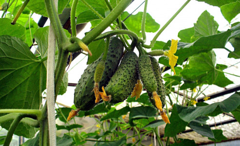 Огурцы будут свисать гроздьями: для рекордной урожайности культуры используйте эту подкормку — авторский рецепт садовода со стажем