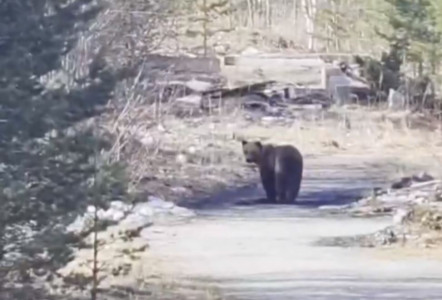 В Мурманской области медведь вышел к людям