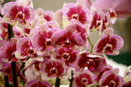 Орхидея выпустит пачку бутонов уже до конца мая: устройте растению такую тропическую процедуру — больше никаких подкормок