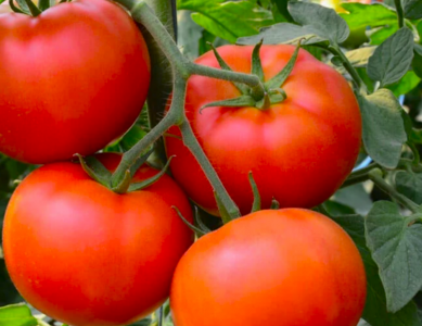 Эти ошибки уничтожат урожай помидоров: Агроном Давыдова раскрыла дачникам 3 секрета — соберете по 8 кг с каждого куста