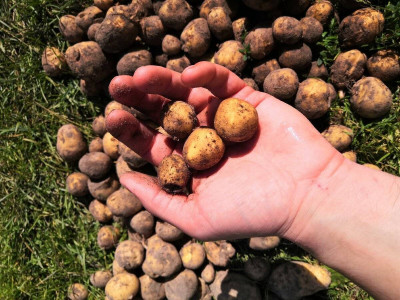 Дед-огородник всегда раскидывал мелкий картофель по участку в мае: Думали, умом поехал, смеялись — оказалось, выяснял это, невероятная польза