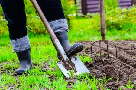 Без лопаты и компоста: агроном Давыдова объяснила, как улучшить глинистую почву — растения-глиноломы