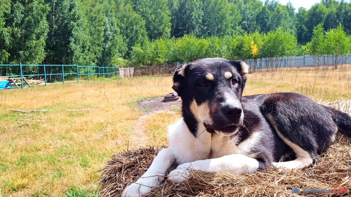 Купить щенка от аборигенных САО (алабаи) из отар Таджикистана