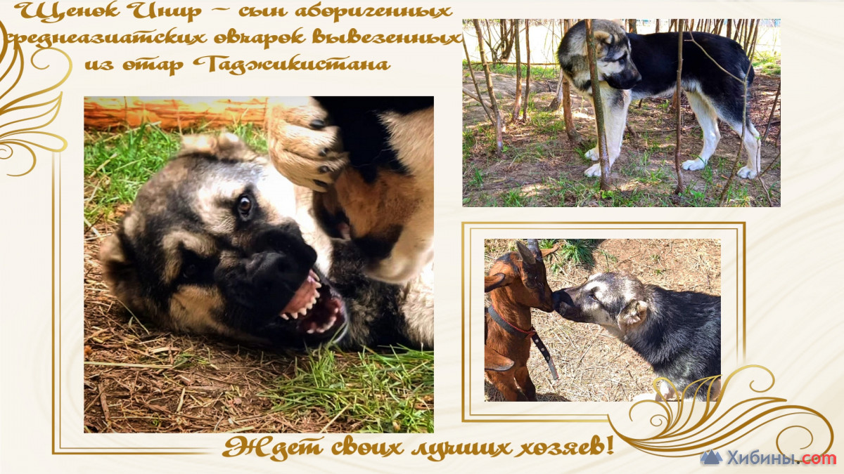 Купить щенка от аборигенных САО (алабаи) из отар Таджикистана