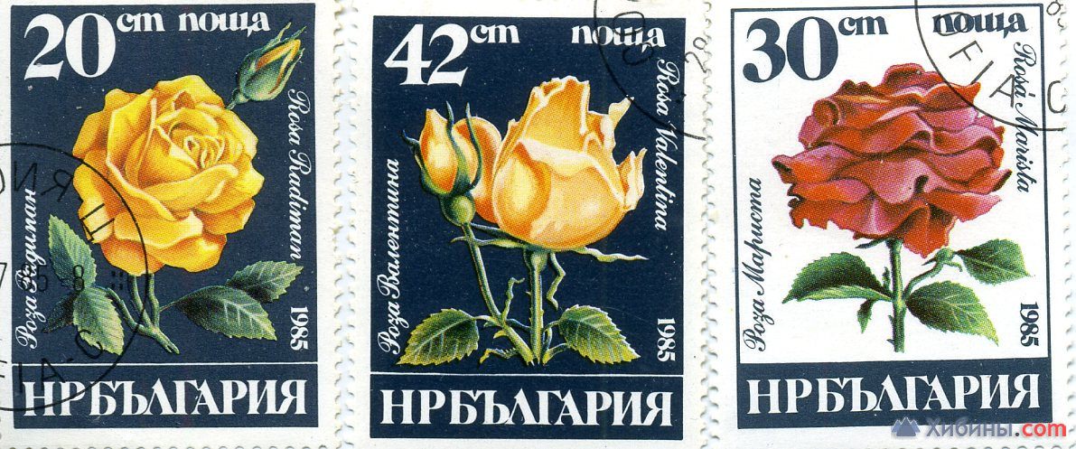 Розы Болгария
