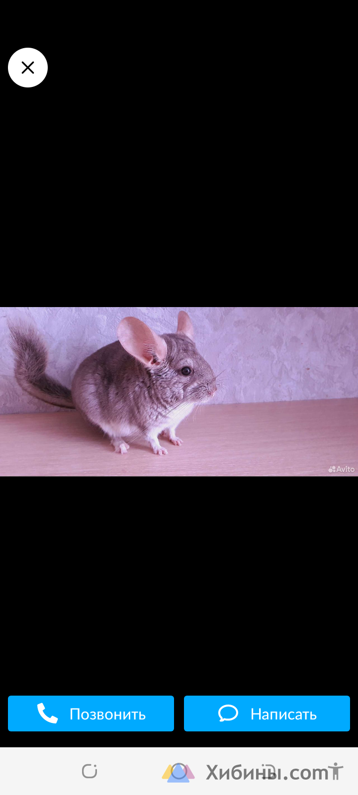 Шиншиллы