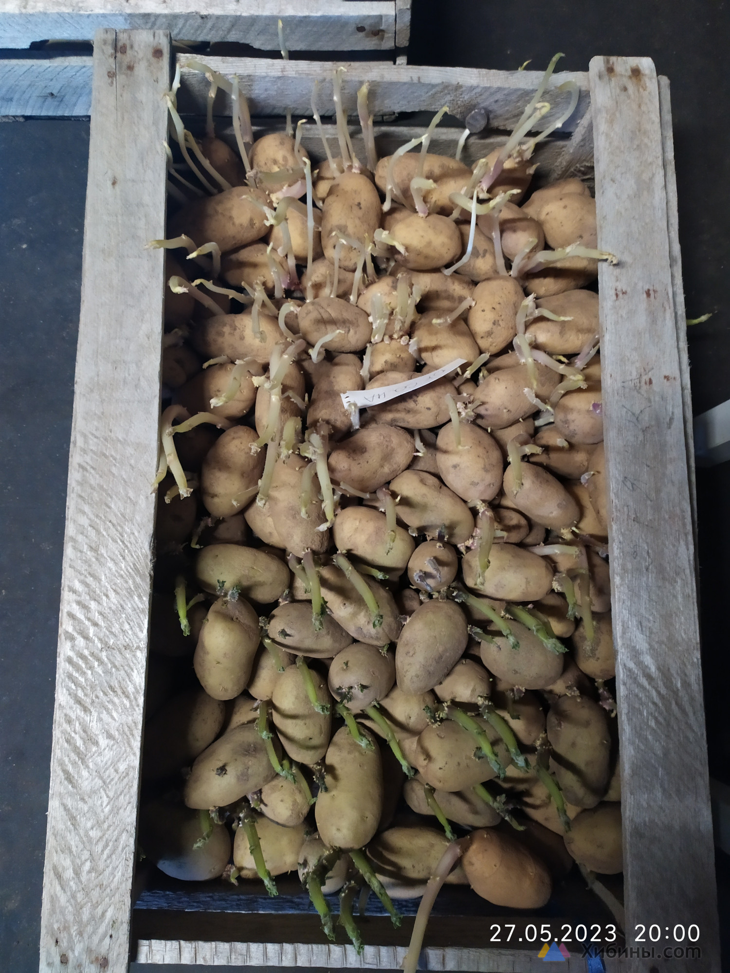Продам семенной картофель