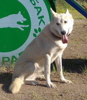 Объявление В добрые руки хорошую собаку