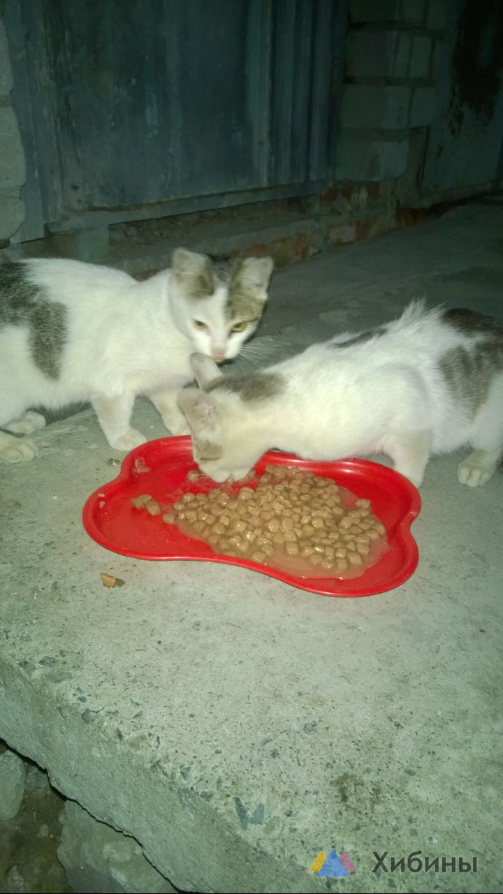 отдам котов