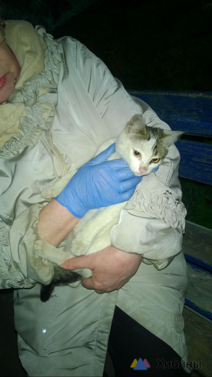 отдам котов