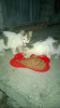 отдам котов