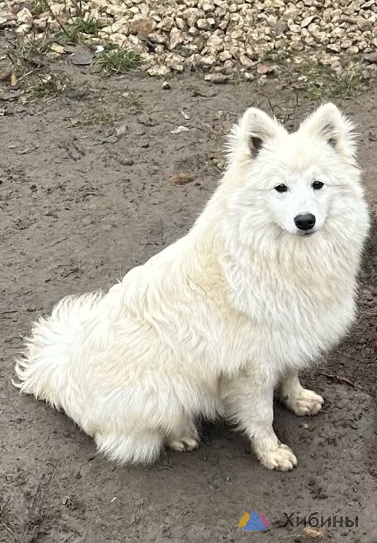 Японский шпиц