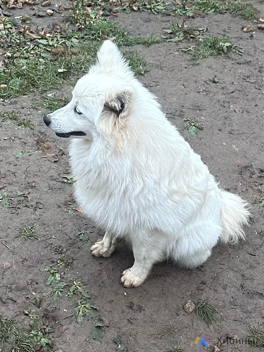 Японский шпиц