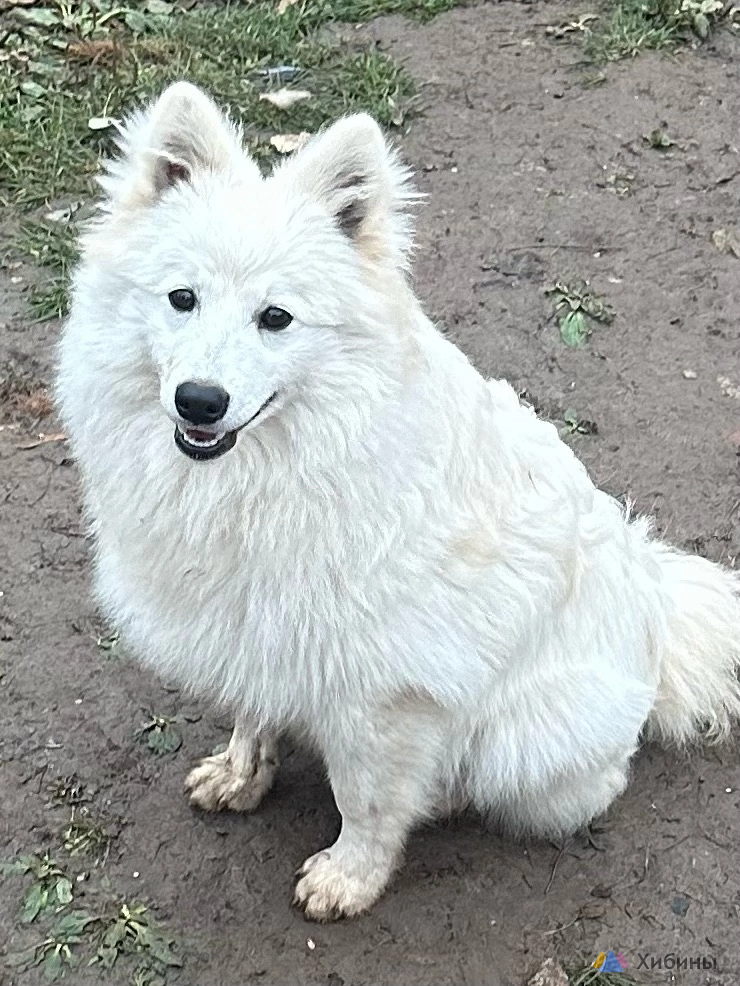 Японский шпиц