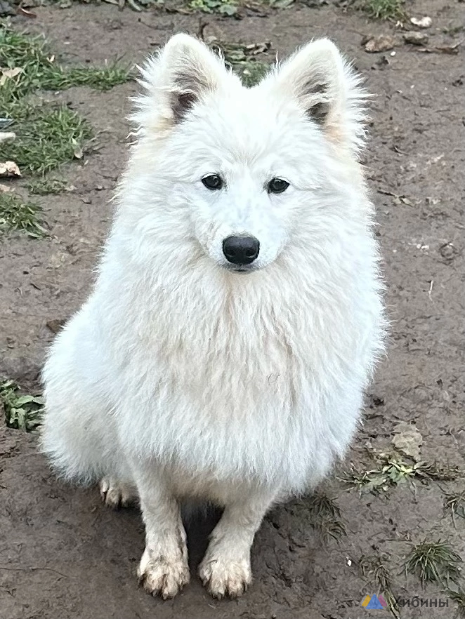 Японский шпиц